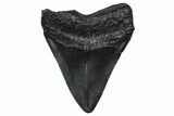 Fossil Megalodon Tooth - South Carolina #374767-1